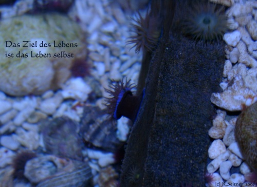 kleine Anemonen, SEA LIFE, M&uuml;nchen, 2007