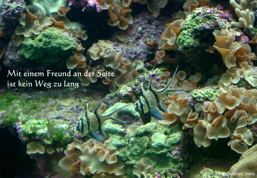 unbekannter Korallenfisch, "Loro Parque", Teneriffa, 2007