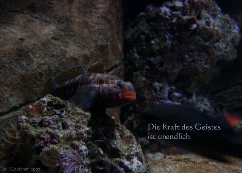 unbekannter Fisch, SEA LIFE, M&uuml;nchen, 2007