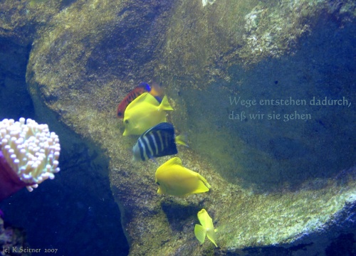 Korallenfische, SEA LIFE, M&uuml;nchen, 2007