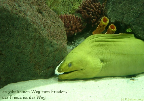 gelbe Mur&auml;ne, "Loro Parque", Teneriffa, 2007