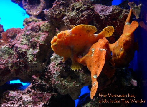 oranger Beulenfisch, "Loro Parque", Teneriffa, 2007