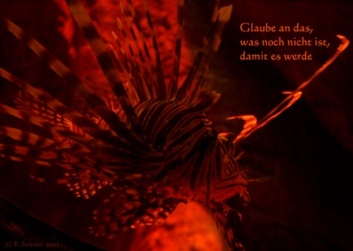 Rotfeuerfisch, SEA LIFE, M&uuml;nchen, 2007