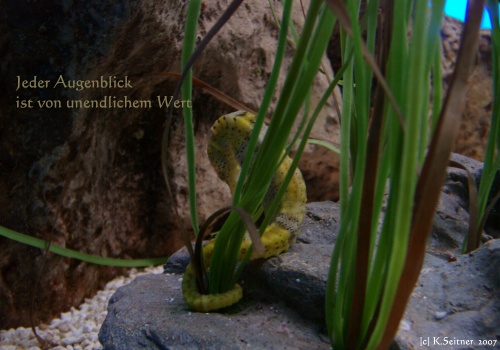 Seepferdchen, "Loro Parque", Teneriffa, 2007