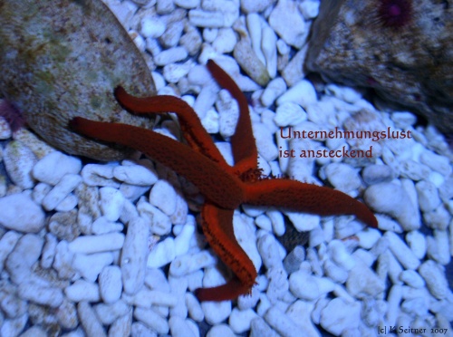 Seestern (dreht sich gerade um), SEA LIFE, M&uuml;nchen, 2007