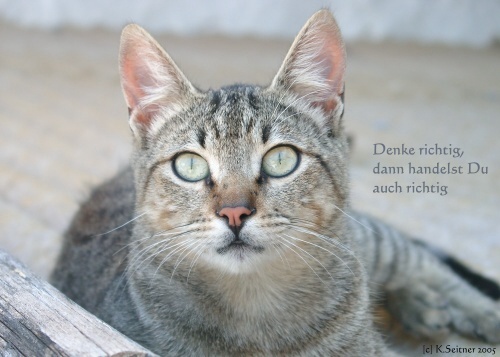 Sammy, La Gomera, 2005