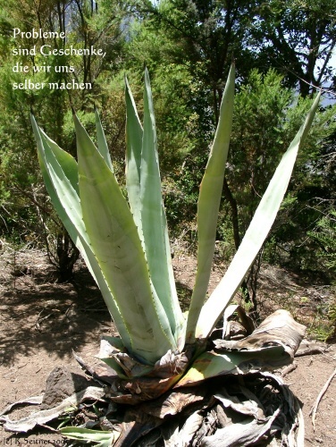 Nationalpark Garajonay, La Gomera, 2005