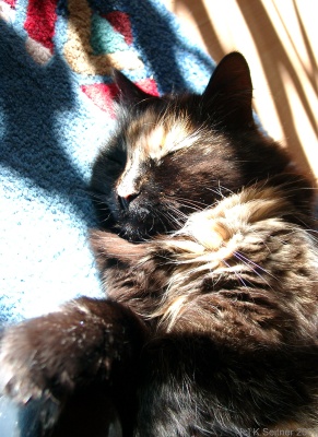 g&auml;&auml;&auml;&auml;&auml;&auml;&auml;&auml;&auml;hnn - ist das ein toller Schlafplatz !!