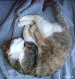 seine Lieblingsbsch&auml;ftigung.... schlafen!