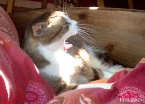 g&auml;&auml;&auml;&auml;&auml;&auml;&auml;&auml;&auml;hnn - ist das ein toller Schlafplatz !!