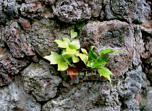 Teneriffa 2007 - Das Leben sucht sich seinen Weg !